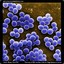 staphylococcus aureus