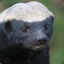 Honey Badger