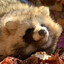 Tanuki Princess