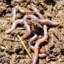 Hex: Intestinal Worms