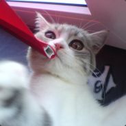 Niob - steam id 76561197966483273