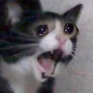 КIТ - УБИЙЦА!!!