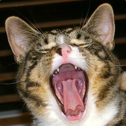 KoastKatz avatar