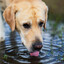 Dogwater