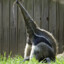 Giant Anteater