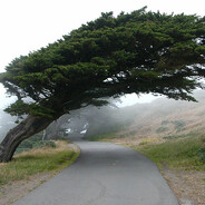 с дуба рухнул