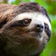 SecretReagent