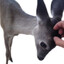 tinyhands2therescue