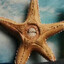 largemollusk