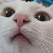PookiePookie
