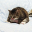 КоТоКусь