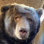Goobie
