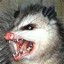 KillerOpossum