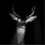 Pr3y_Animal