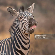 Zebra