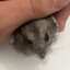 Mirza