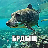 Meme