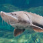 mish_the_fish_23