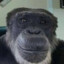 monkey’s deoxyribonucleic acid