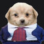 Dog220