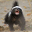 Honey badger