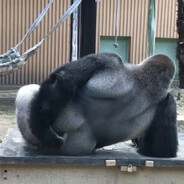 Além de negro é viado