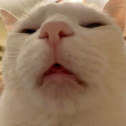 Amoeeeeeeeeeeeeeee