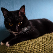 小可（追我买菜涨价一毛