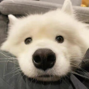 西伯利亚顶真郎