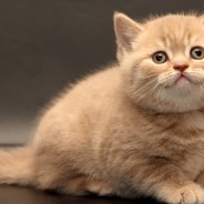 先帝创业未半而中道崩