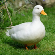 avatar Duck