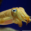 Cuttlefish Sethelogical