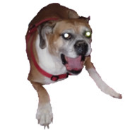 Player Avatar