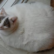 9(Fat)FatCat