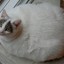 9(Fat)FatCat