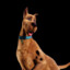 Scooby