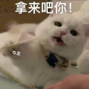 不是个善猹