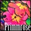 Primmrose