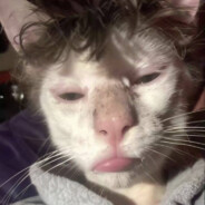 Avatar of Typ6o_nu3DapBaHb