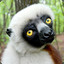 Zaboomafoo