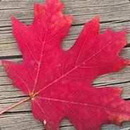 Maybe Fall in ***ing