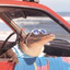 Ali Gator