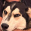 husky
