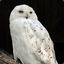 WinterOwl