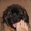 Leonberger