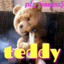 Teddy