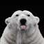 Polar BEARkay