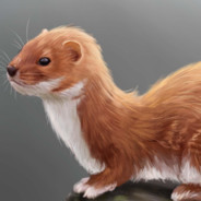 WileyWeasel