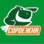 Сороежка