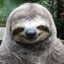 Goth Sloth